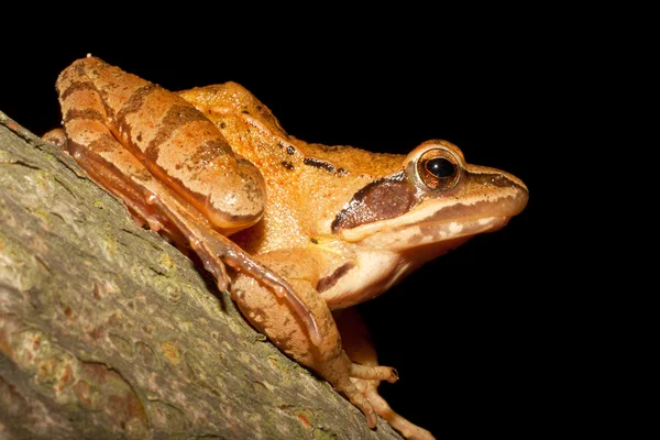 Agile Frog - Rana dalmatina su un ramo — Foto Stock