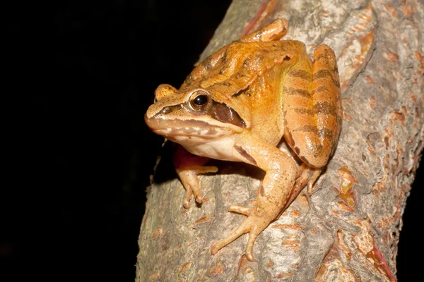Agile Frog Рана Далматина Гілці — стокове фото