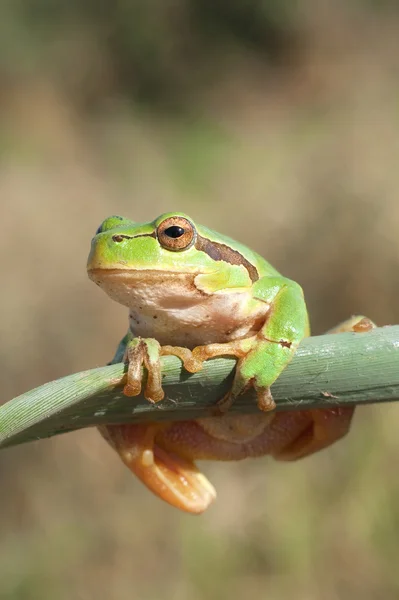 Sapo de árvore verde em uma folha de junco (Hyla arborea ) — Fotografia de Stock