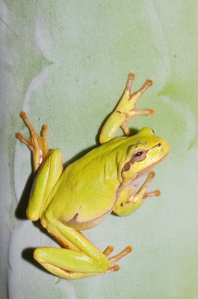 Green Tree Frog Een Agava Blad Hyla Arborea — Stockfoto