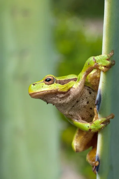 Green Tree Frog op een reed-blad (Hyla arborea) — Stockfoto