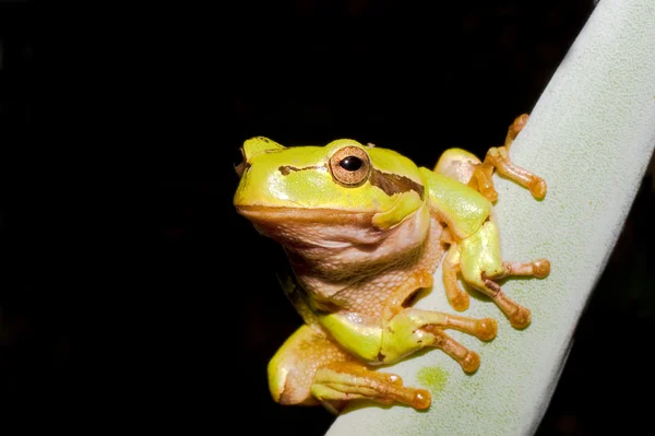 Green Tree Frog Agava Leaf Hyla Arborea — Stock Photo, Image