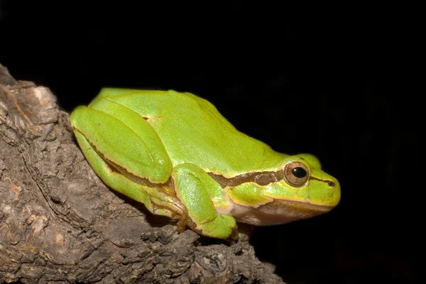 Green Tree Frog op een tak (Hyla arborea) — Stockfoto