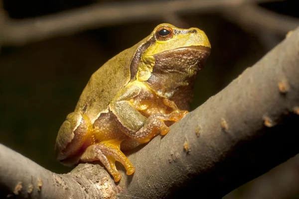 (Hyla arborea에 그린 나무 개구리) 스톡 사진