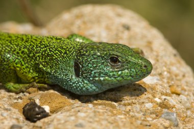 Yeşil kertenkele (Lacerta viridis erkek)