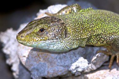 Yeşil kertenkele (Lacerta viridis erkek)