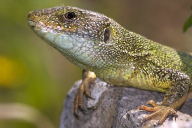 Yeşil kertenkele (Lacerta viridis erkek)