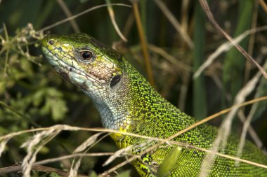 Yeşil kertenkele (Lacerta viridis erkek)