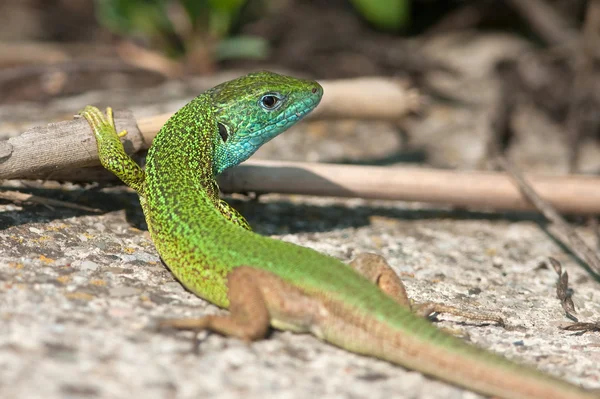 Чоловік Зеленої Ящірки Lacerta Viridis — стокове фото
