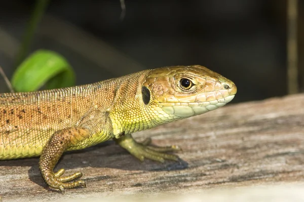 Uma fêmea de lagarto verde (Lacerta viridis ) — Fotografia de Stock