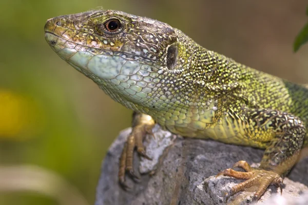 Male Green Lizard Lacerta Viridis — Stock Photo, Image