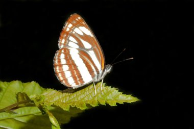 Ortak planör (Neptis sappho) üzerindeki yeşil yaprak