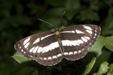 Ortak planör (Neptis sappho) üzerindeki yeşil yaprak