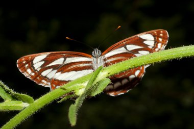 Ortak planör (Neptis sappho) üzerindeki yeşil yaprak