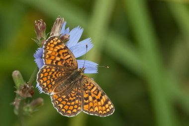 Glanville Fritillary kelebek (Melitaea cinxia)