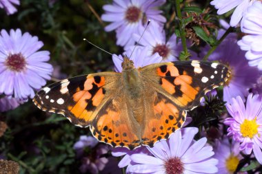 Painted lady Menekşe çiçek yakın Tarih / Vanessa cardui