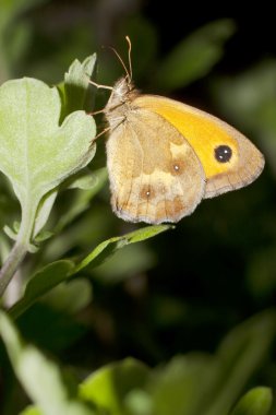 bir bitki yaz - pyronia tithonus bir ağ geçidi denetleyicisi kelebeği