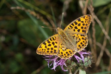 İspanya fritillary kraliçesi / Issoria lathonia