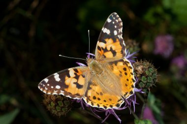 Painted lady / Vanessa cardui