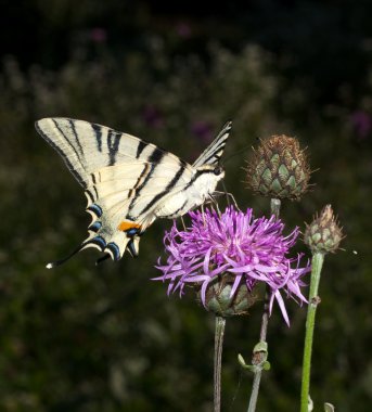 Kırlangıçkuyruğu (Iphiclides podalirius) Menekşe çiçek üzerinde