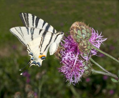 Scarce swallowtail ( Iphiclides podalirius ) on a violet flower clipart
