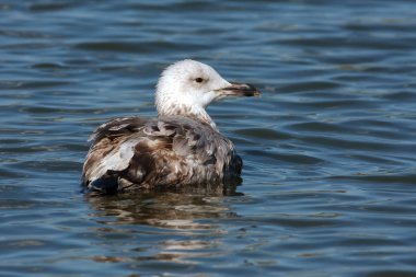 Bir çocuk ringa martı su / Larus argentatus