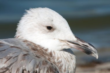 Ringa martı portre yakın çekim çocuk / Larus argentatus