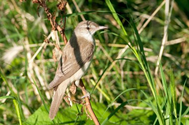 büyük kamışçın (acrocephalus arundinaceus) doğal yaşam alanı içinde.