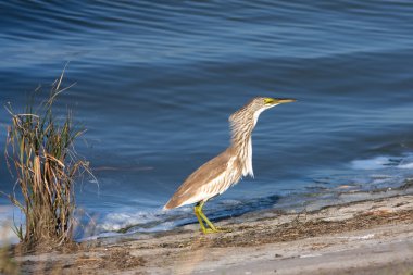 Squacco or Silky Heron looking for food (Ardeola ralloides) clipart