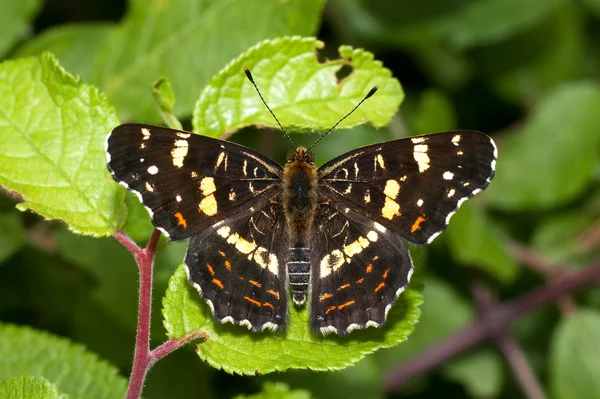 Map butterfly (Araschnia levana) on a plant — Stock Photo, Image