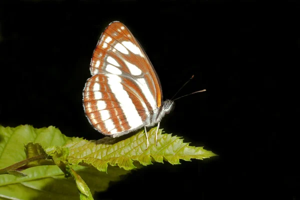 Common glider ( Neptis sappho ) on a green leaf — Stock Photo, Image