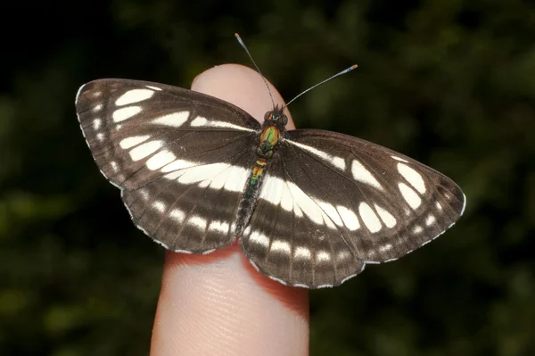 Common glider ( Neptis sappho ) on a human finger — Stock Photo, Image
