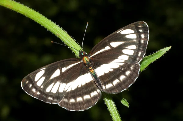 Common glider ( Neptis sappho ) on a green leaf — Stock Photo, Image