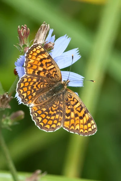 Glanville Fritillary butterfly (Melitaea cinxia) — Stock Photo, Image