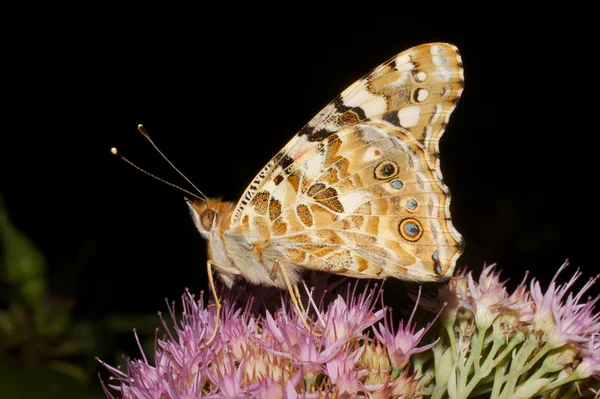 Malowana Pani Motyl, Vanessa Cardui — Zdjęcie stockowe