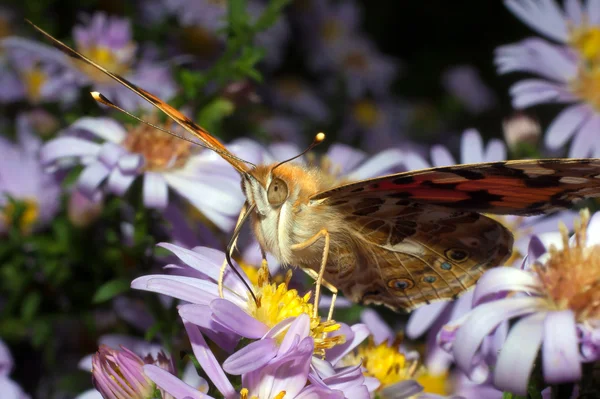 Painted lady on a violet flower close-up / Vanessa cardui — Stock Photo, Image