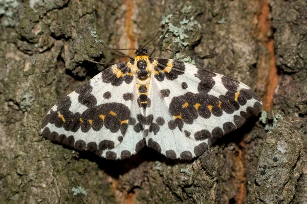 Magpie moth resting on a green leaf - Abraxas grossulariata — Stock Photo, Image