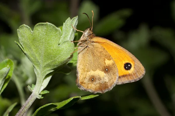 Gatekeeper Butterfly Plant Summer Pyronia Tithonus — Stock Photo, Image
