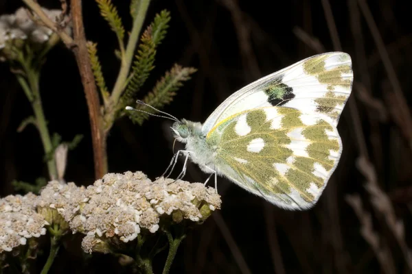 Badkar vitt vilar på en vit blomma - Grönfläckig vitfjäril — Stockfoto