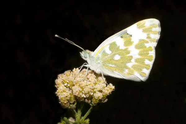 Badkar vitt vilar på en vit blomma - Grönfläckig vitfjäril — Stockfoto