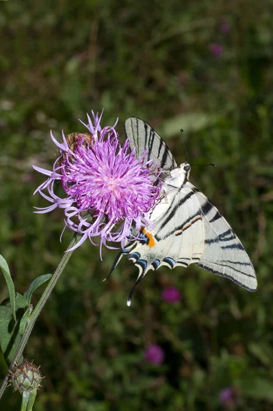 Knappa Swallowtail Iphiclides Podalirius Violett Blomma — Stockfoto