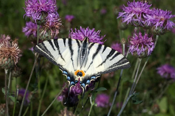 Scarce swallowtail ( Iphiclides podalirius ) on a violet flower — Stock Photo, Image