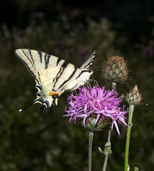 Knappa Swallowtail Iphiclides Podalirius Violett Blomma — Stockfoto