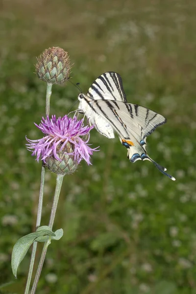 Scarce swallowtail ( Iphiclides podalirius ) on a violet flower — Stock Photo, Image