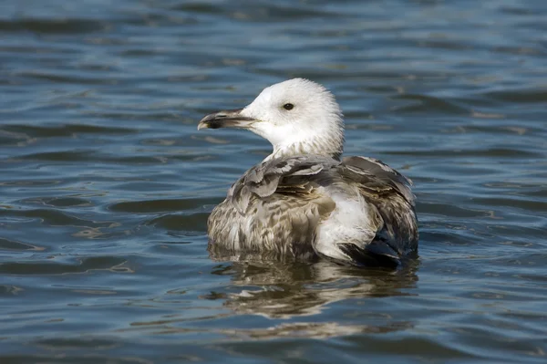 A juvenile of herring gull on the water / Larus argentatus — Stock Photo, Image