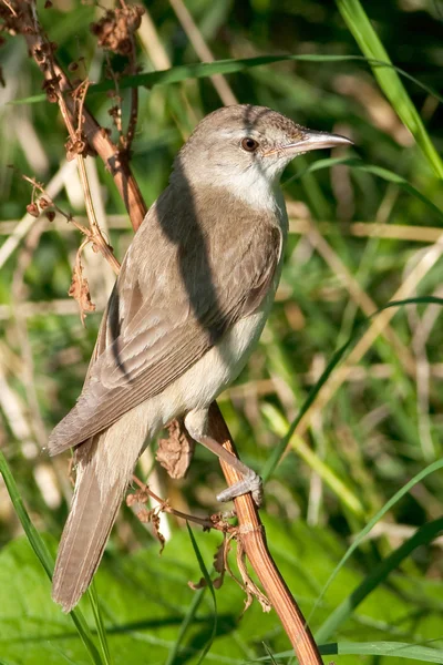 Great reed warbler ( Acrocephalus arundinaceus ) in a natural habitat. — Stock Photo, Image