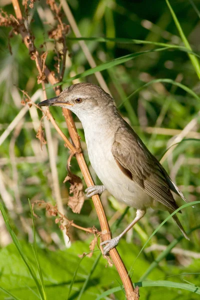 Μεγάλη Reed Ωδικό Πτηνό Acrocephalus Arundinaceus Ένα Φυσικό Περιβάλλον — Φωτογραφία Αρχείου