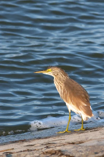 Squacco or Silky Heron looking for food (Ardeola ralloides) — Stock Photo, Image