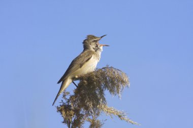 Great reed warbler singing / Acrocephalus arundinaceus clipart