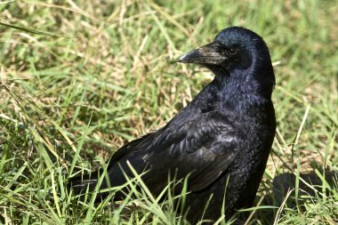 Kale alanında / Corvus frugilegus